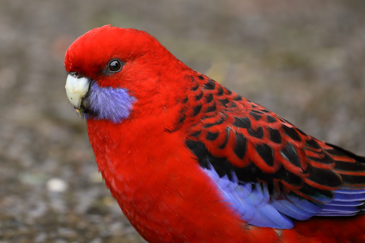 Синещёкая розелла - ML624120377