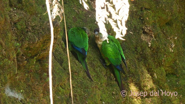 White-necked Parakeet - ML624120399