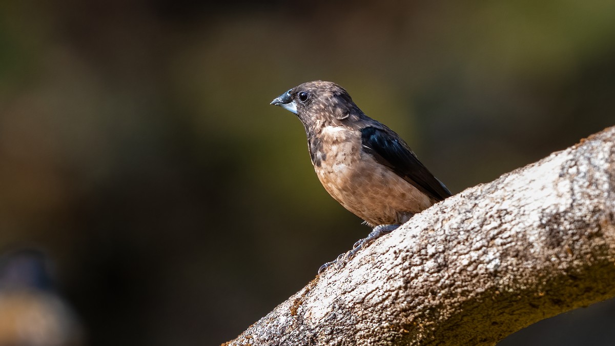 Black-throated Munia - ML624120400