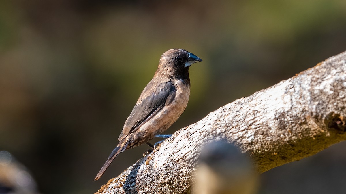 Black-throated Munia - ML624120401