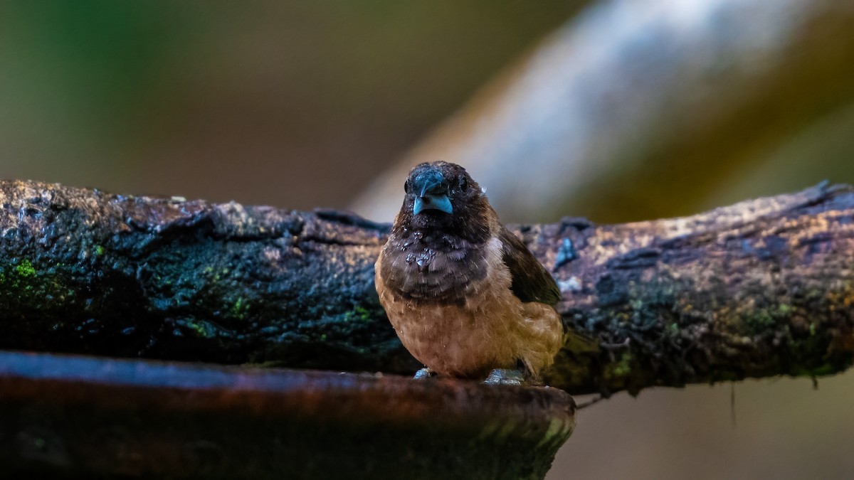 Black-throated Munia - ML624120402