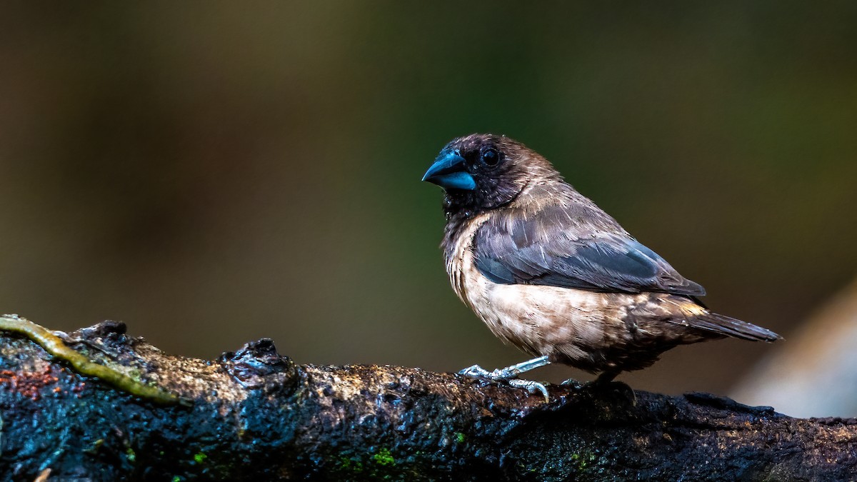 Black-throated Munia - ML624120403