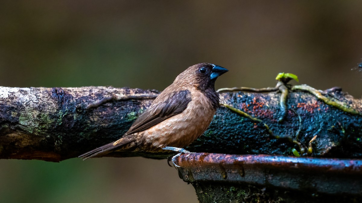 Black-throated Munia - ML624120404