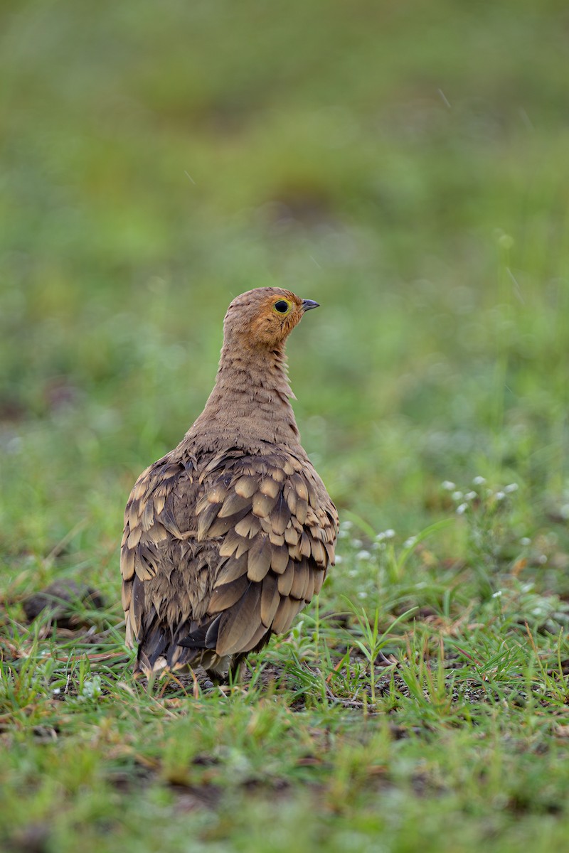 Chestnut-bellied Sandgrouse - ML624120413