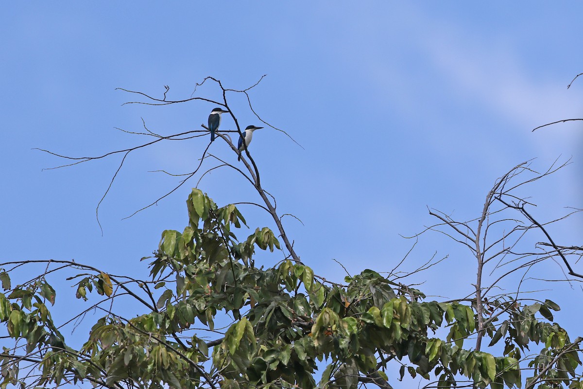 Talaud Kingfisher - ML624120420