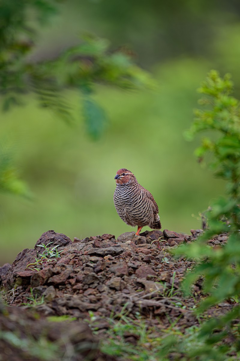 Rock Bush-Quail - ML624120424