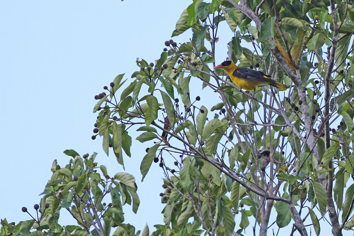 Black-naped Oriole (Talaud) - ML624120425