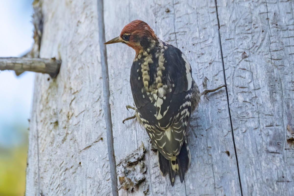 Red-naped x Red-breasted Sapsucker (hybrid) - ML624120428