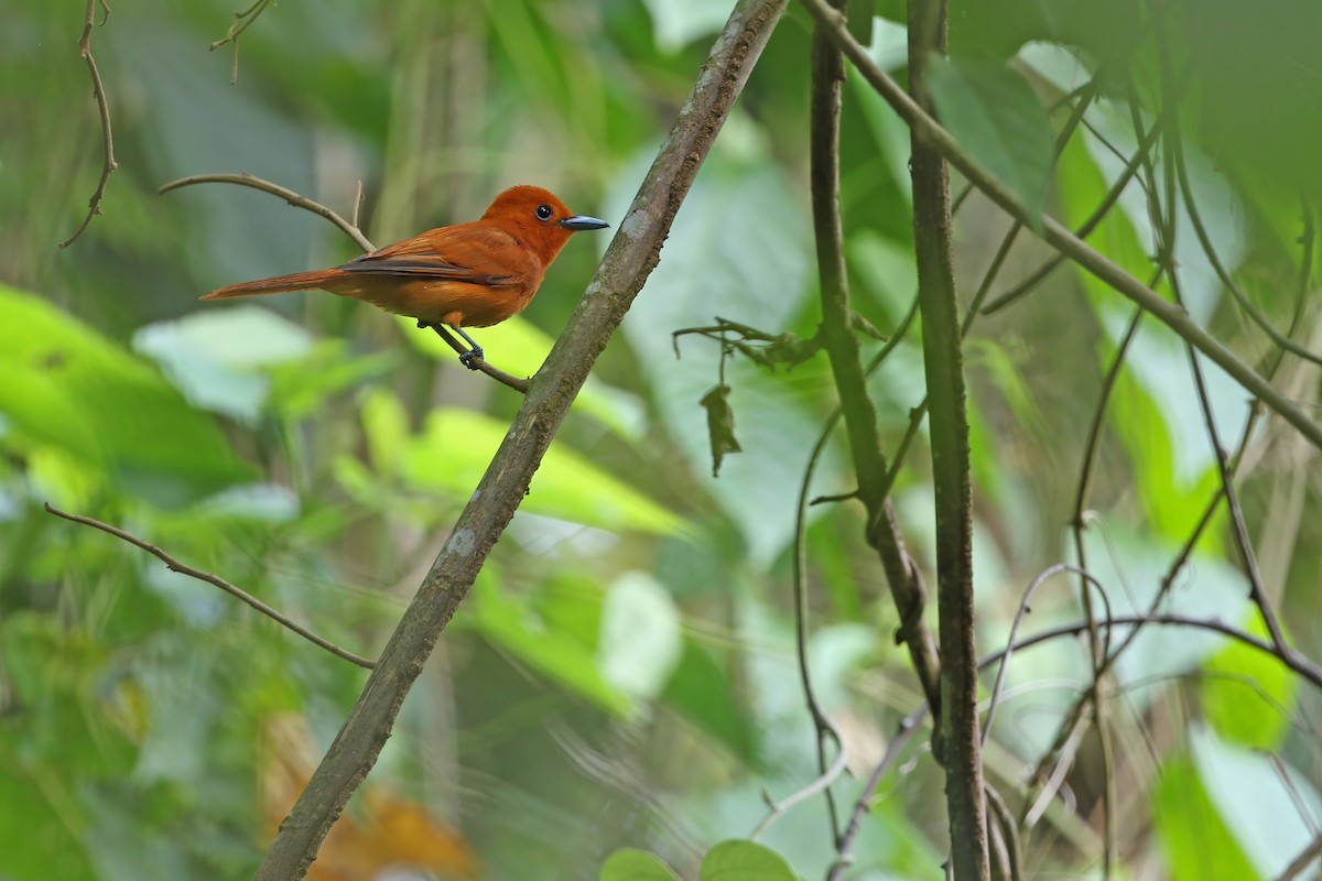 Rufous Paradise-Flycatcher - ML624120429