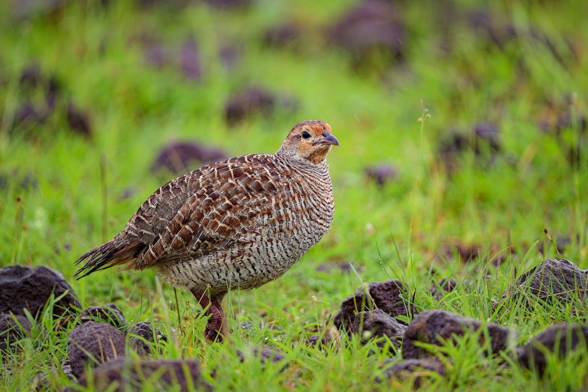 Gray Francolin - Sudhir Paul