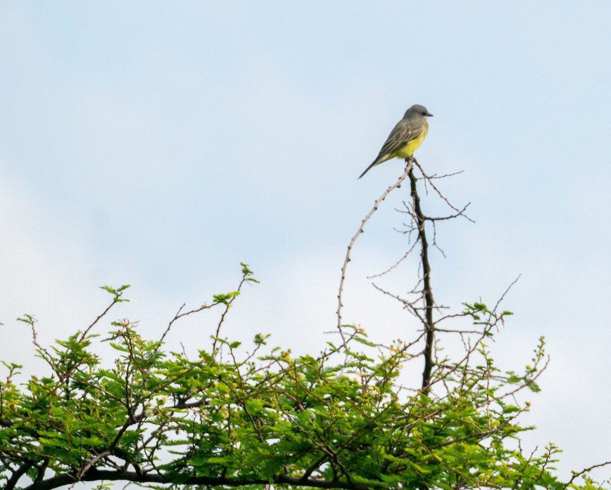 Cassin's Kingbird - ML624120460