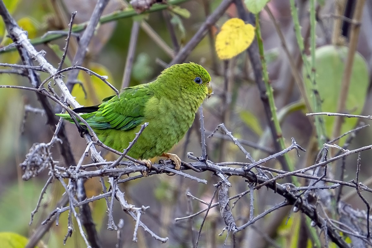 Andean Parakeet - ML624120467