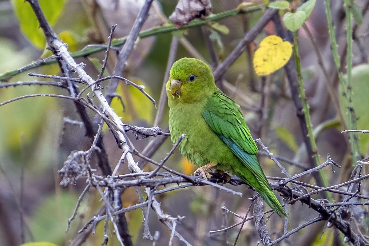 Andean Parakeet - ML624120468