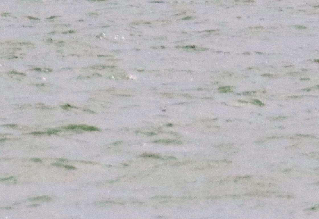 שחיינית צרת-מקור - ML624120469