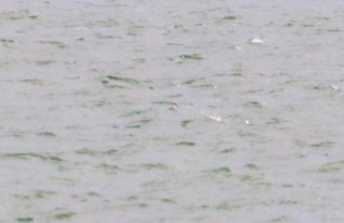 שחיינית צרת-מקור - ML624120470