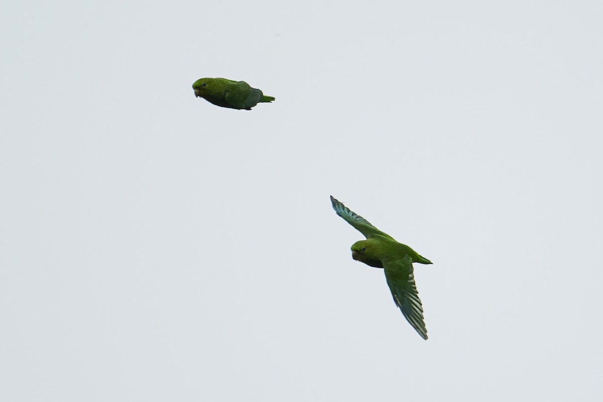 Andean Parakeet - ML624120479