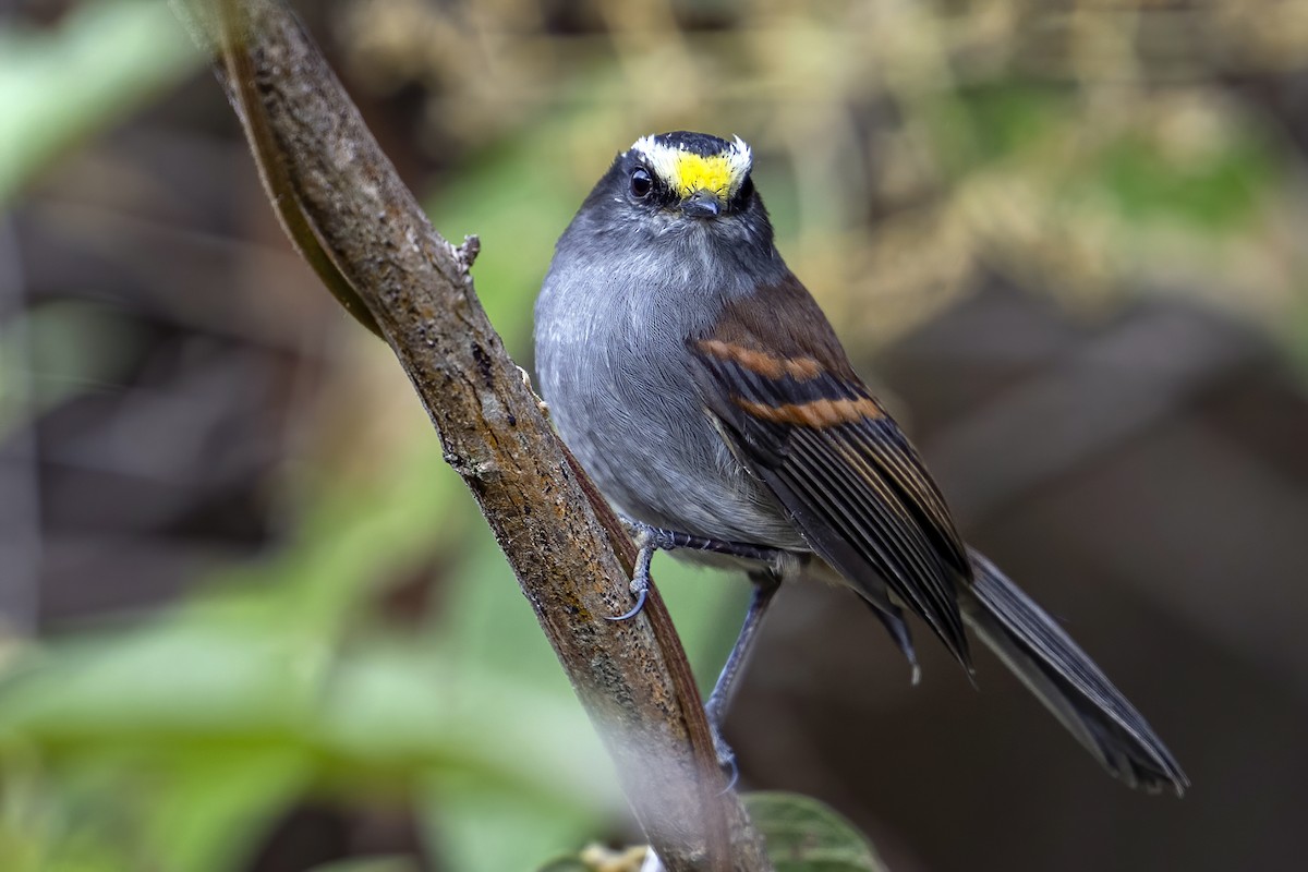 Jelski's Chat-Tyrant - ML624120480