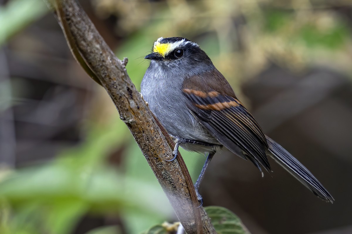 Jelski's Chat-Tyrant - ML624120481