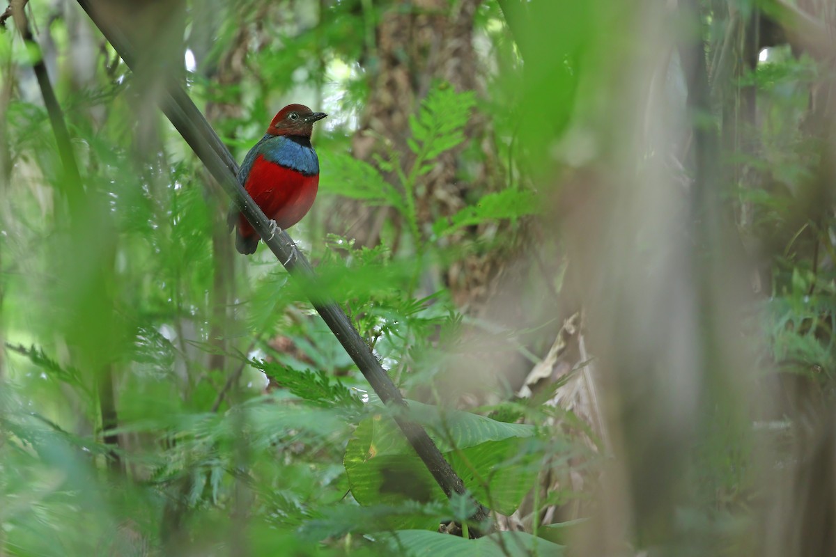 Sulawesi Pitta (Sangihe) - ML624120486