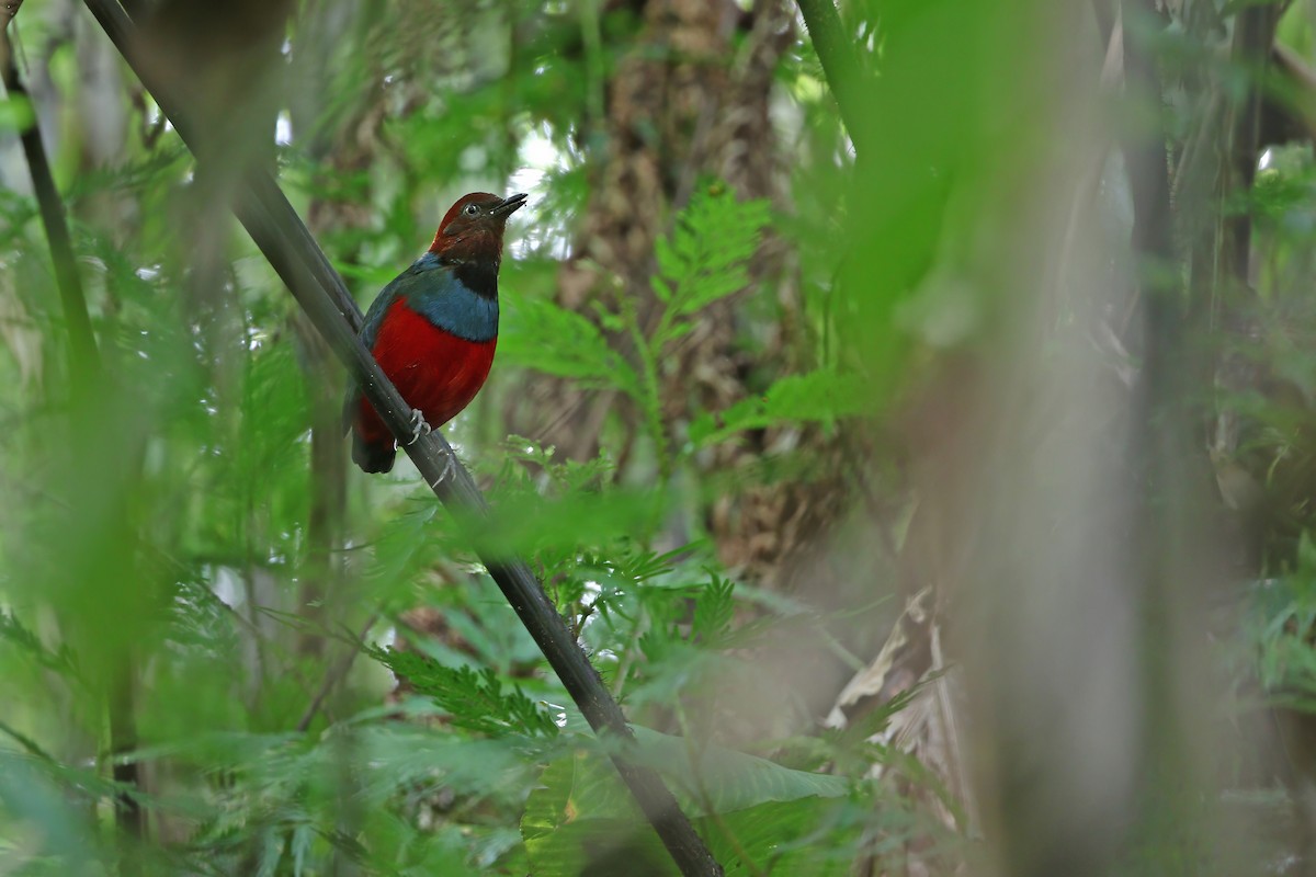 Sulawesi Pitta (Sangihe) - ML624120487