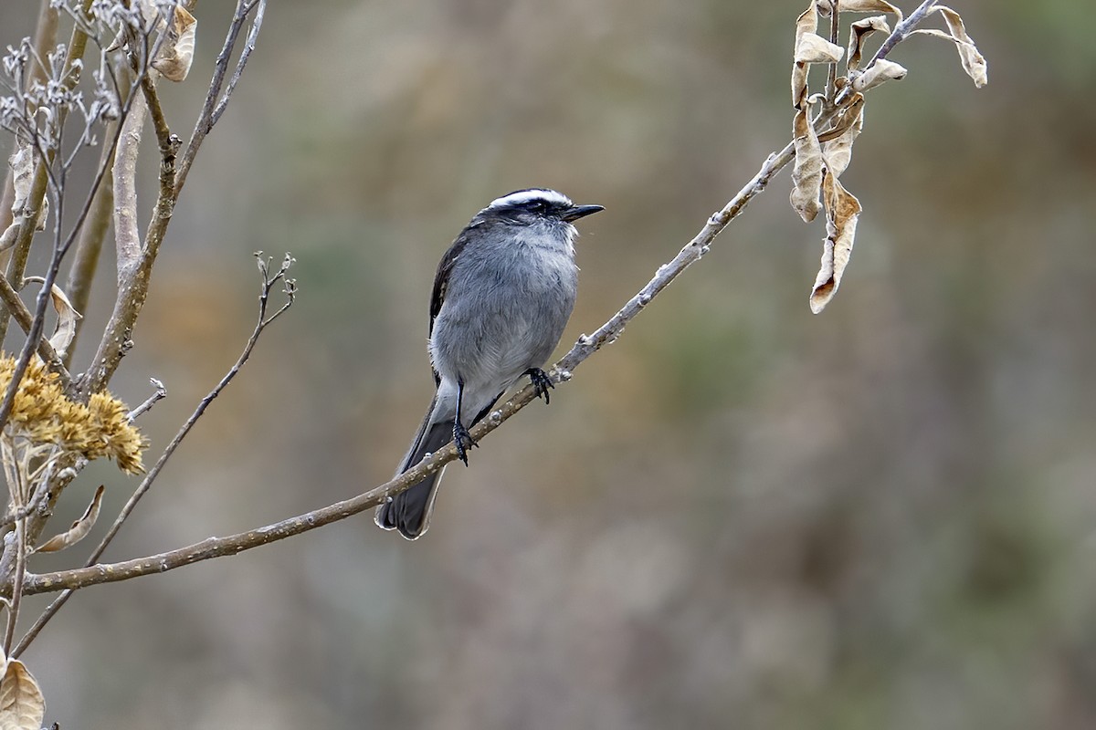 White-browed Chat-Tyrant - ML624120488