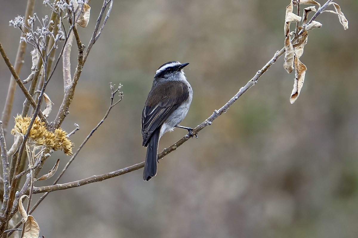 White-browed Chat-Tyrant - ML624120489