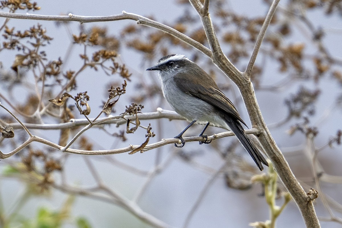 White-browed Chat-Tyrant - ML624120490