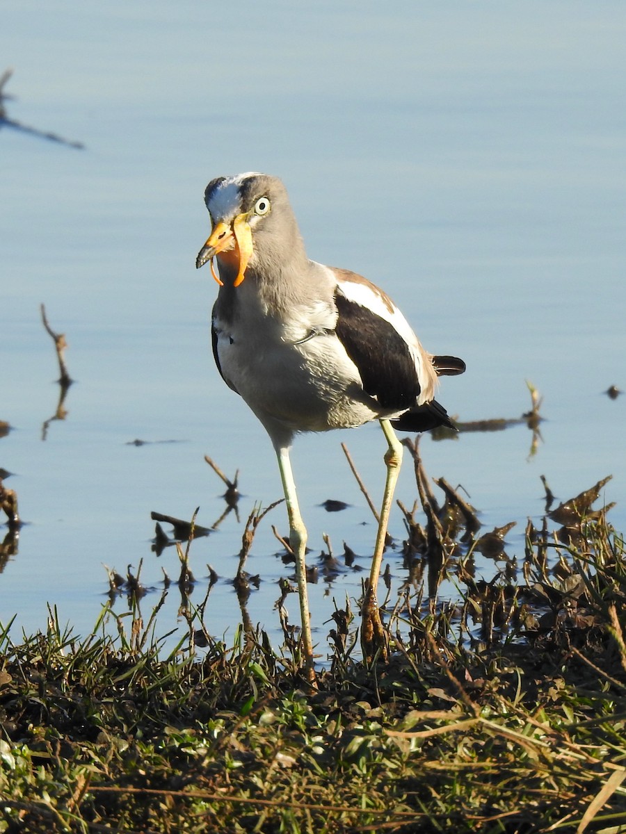 White-crowned Lapwing - ML624120491