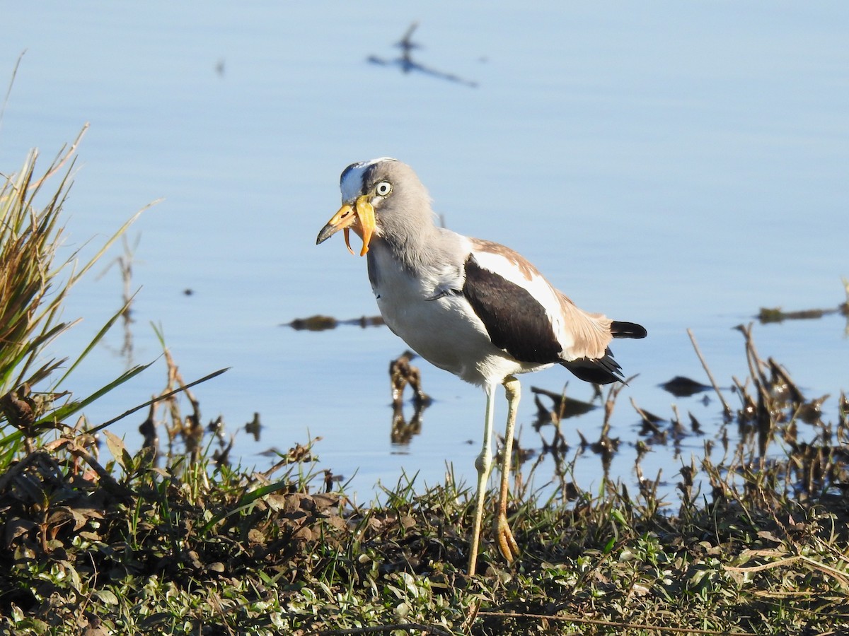 White-crowned Lapwing - ML624120492