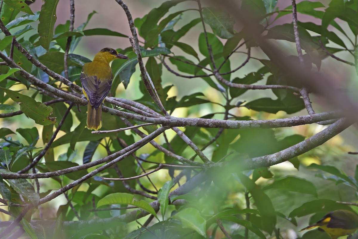 Black-naped Oriole - ML624120493