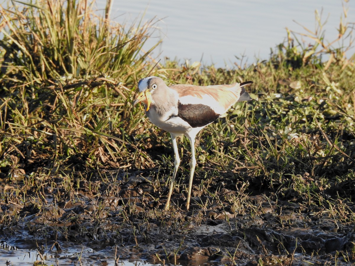 White-crowned Lapwing - ML624120494