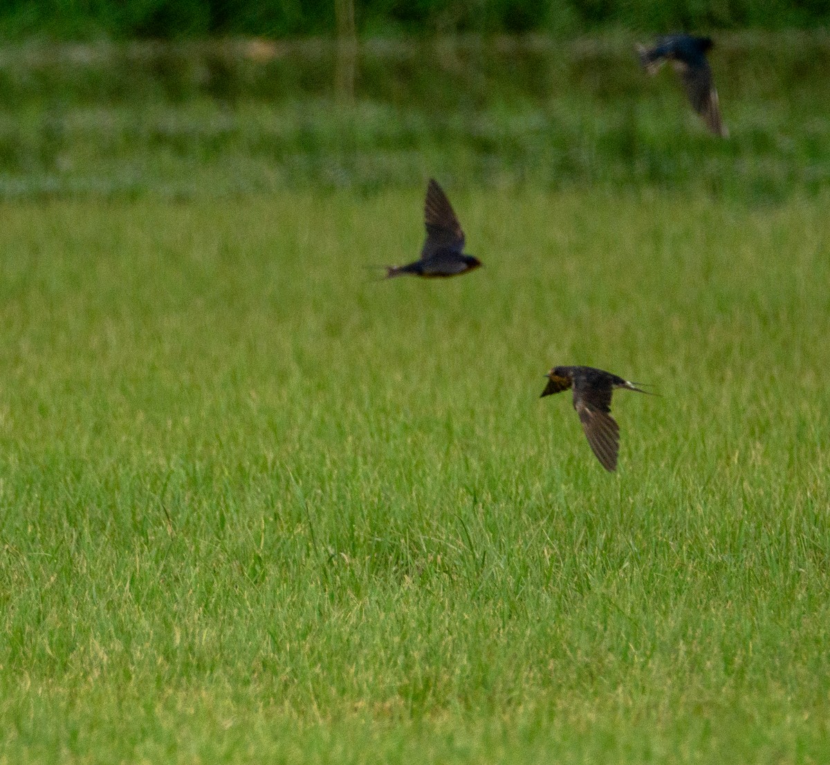 Barn Swallow - ML624120504