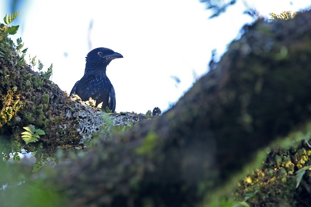 Hair-crested Drongo - ML624120509