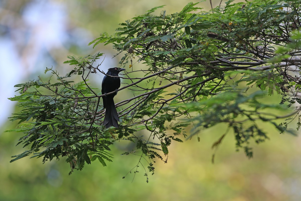 Hair-crested Drongo - ML624120510