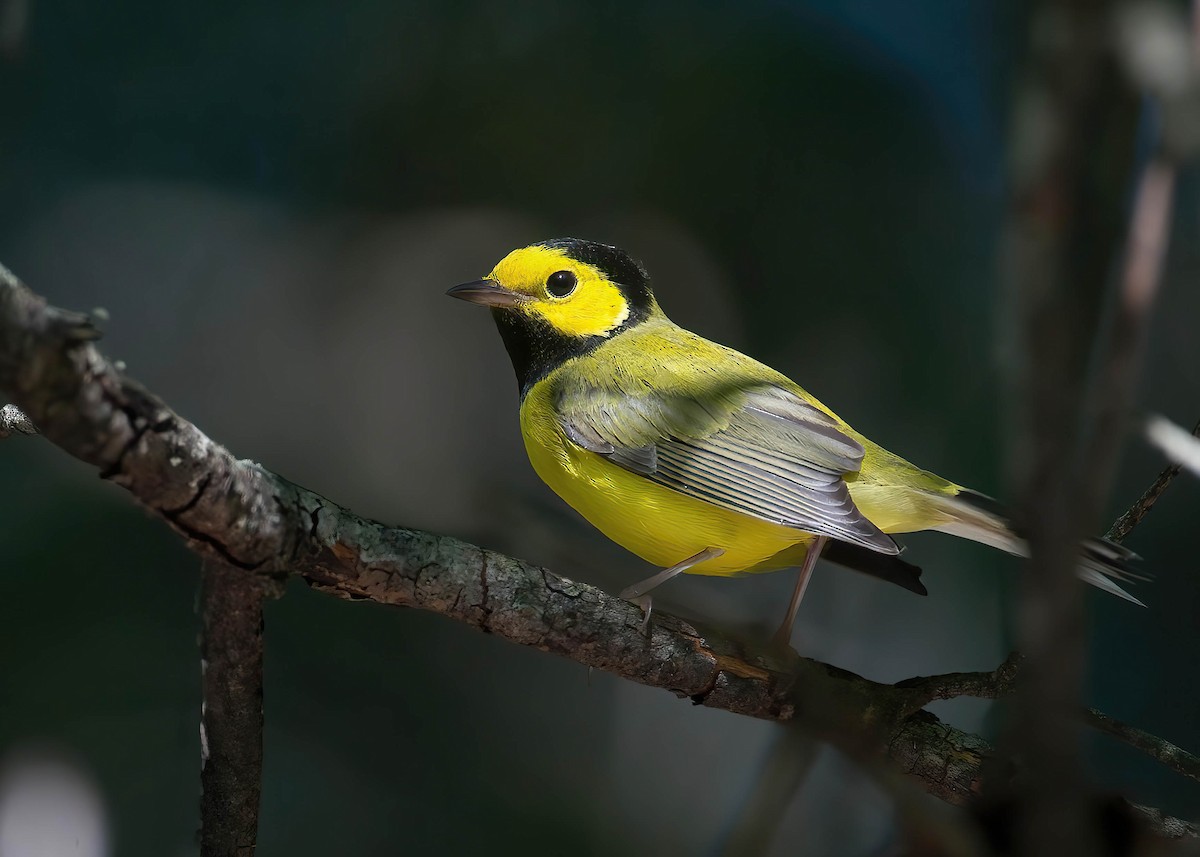 Hooded Warbler - ML624120511