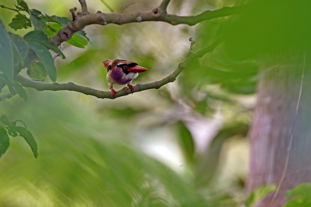 Sangihe Lilac Kingfisher - ML624120513