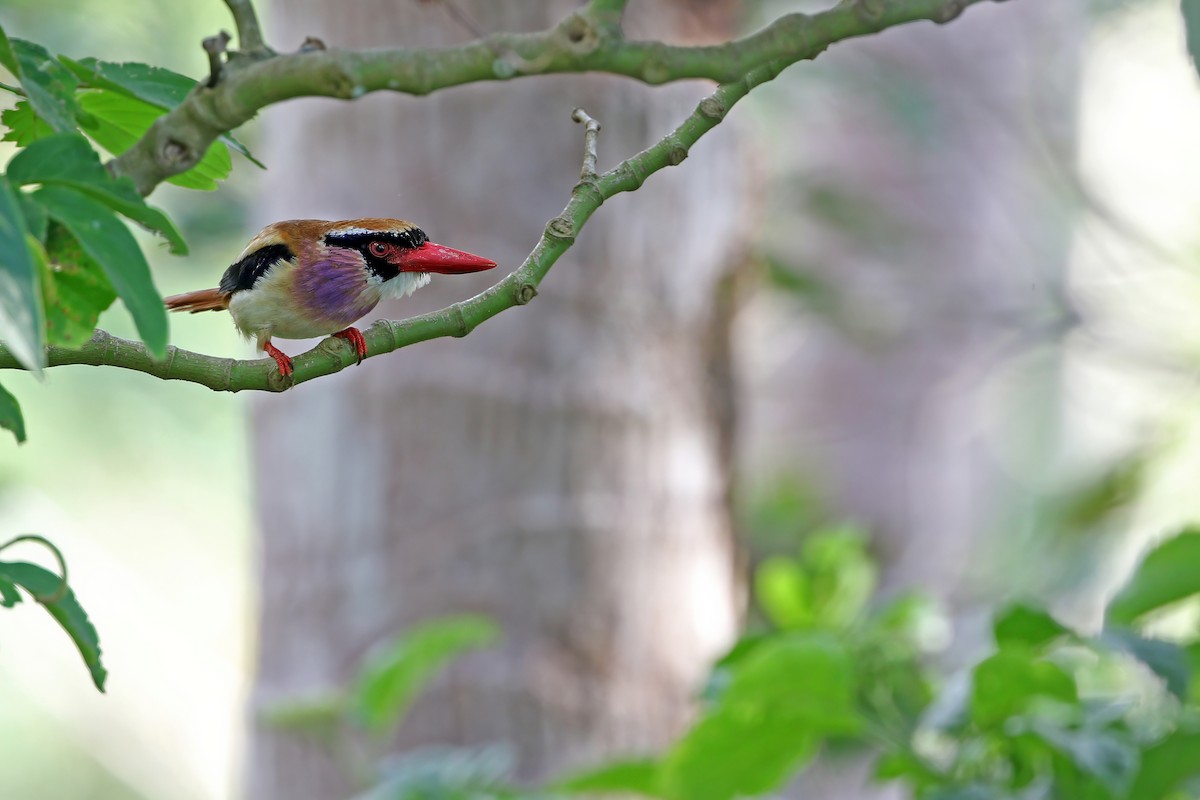 Sangihe Lilac Kingfisher - ML624120514