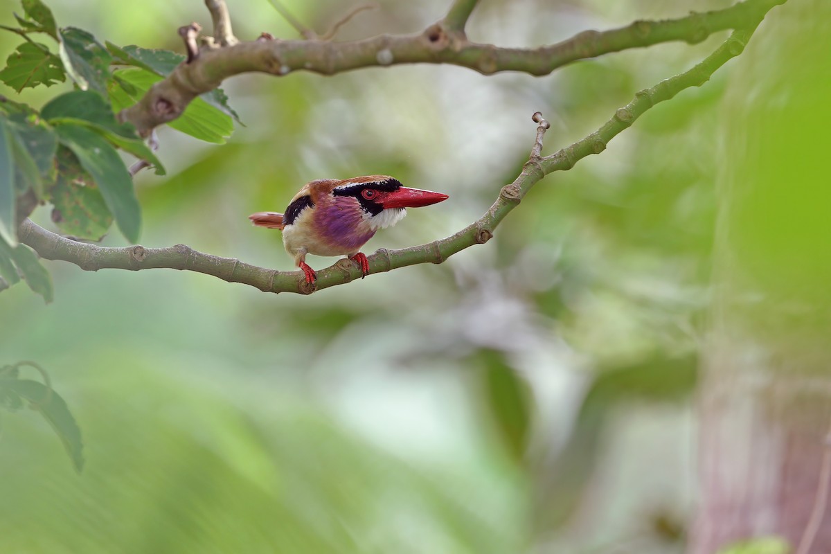 Sangihe Lilac Kingfisher - ML624120515