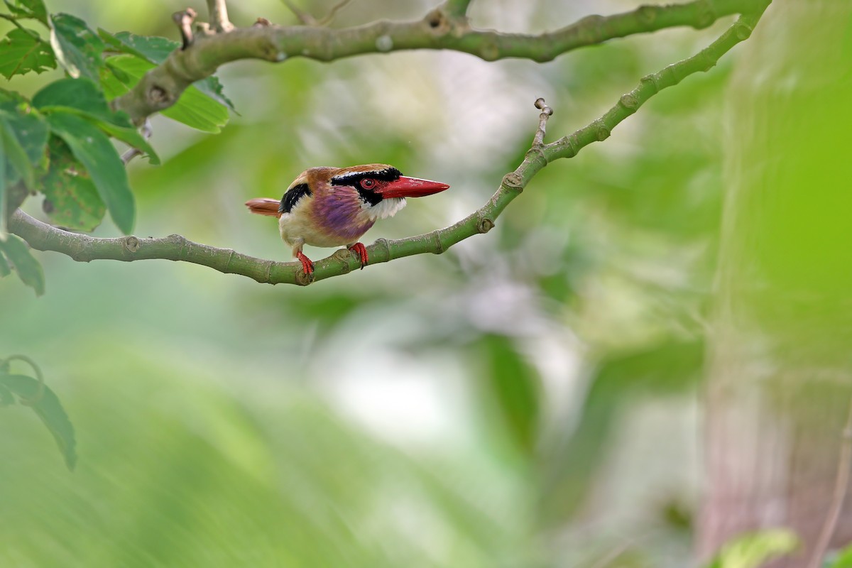 Sangihe Lilac Kingfisher - ML624120516