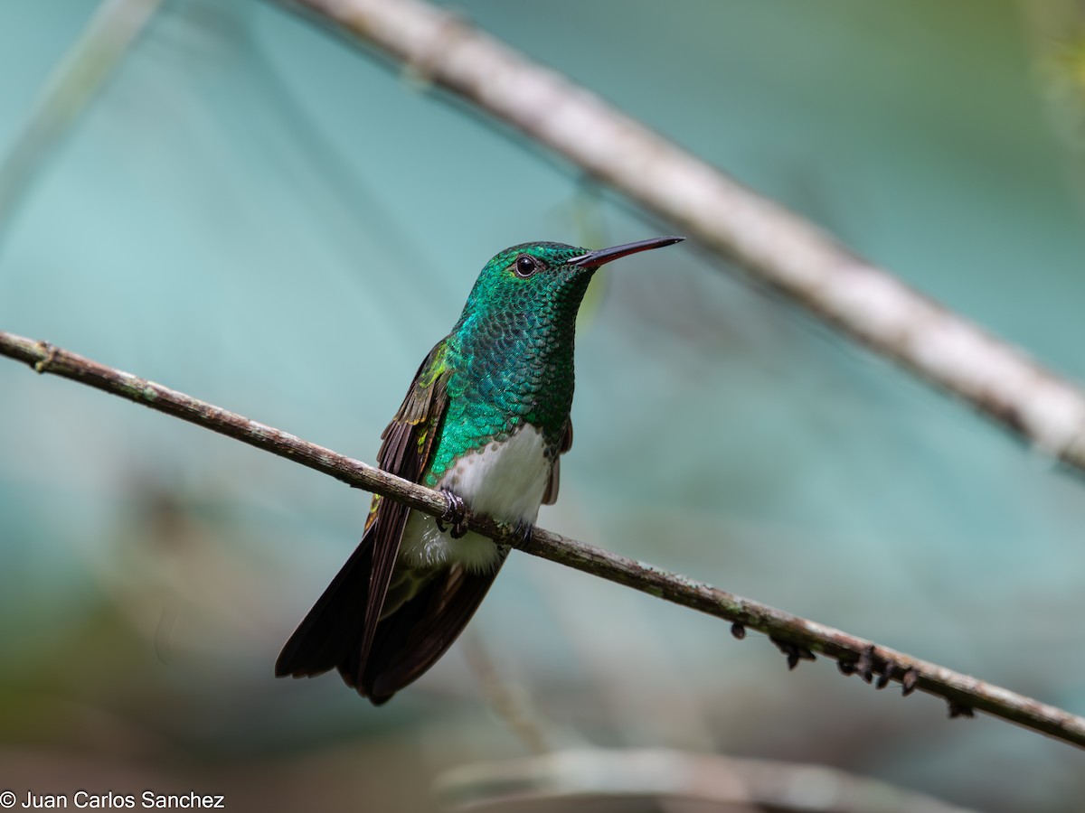 Snowy-bellied Hummingbird - ML624120517