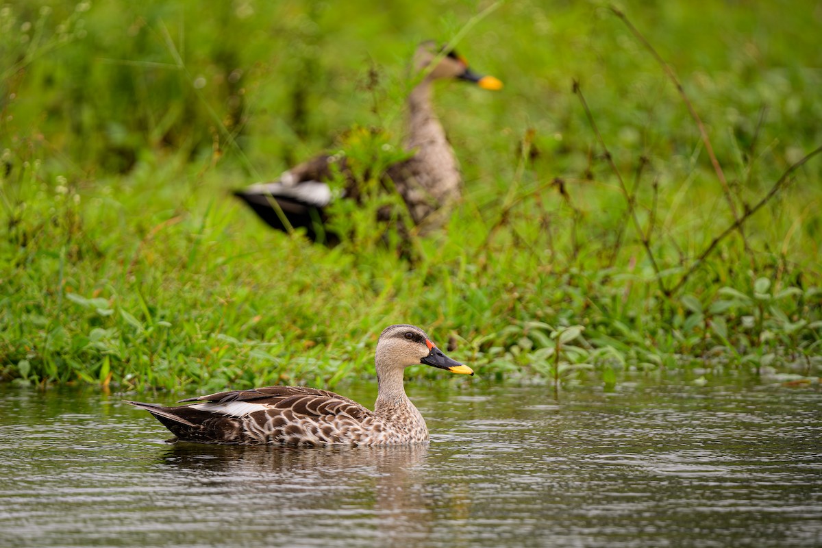 Indian Spot-billed Duck - ML624120519