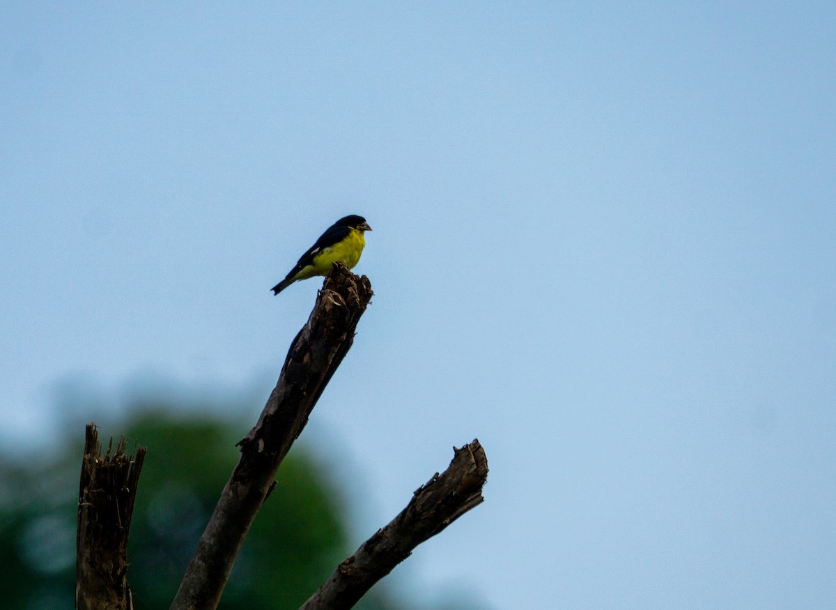 Lesser Goldfinch - ML624120525