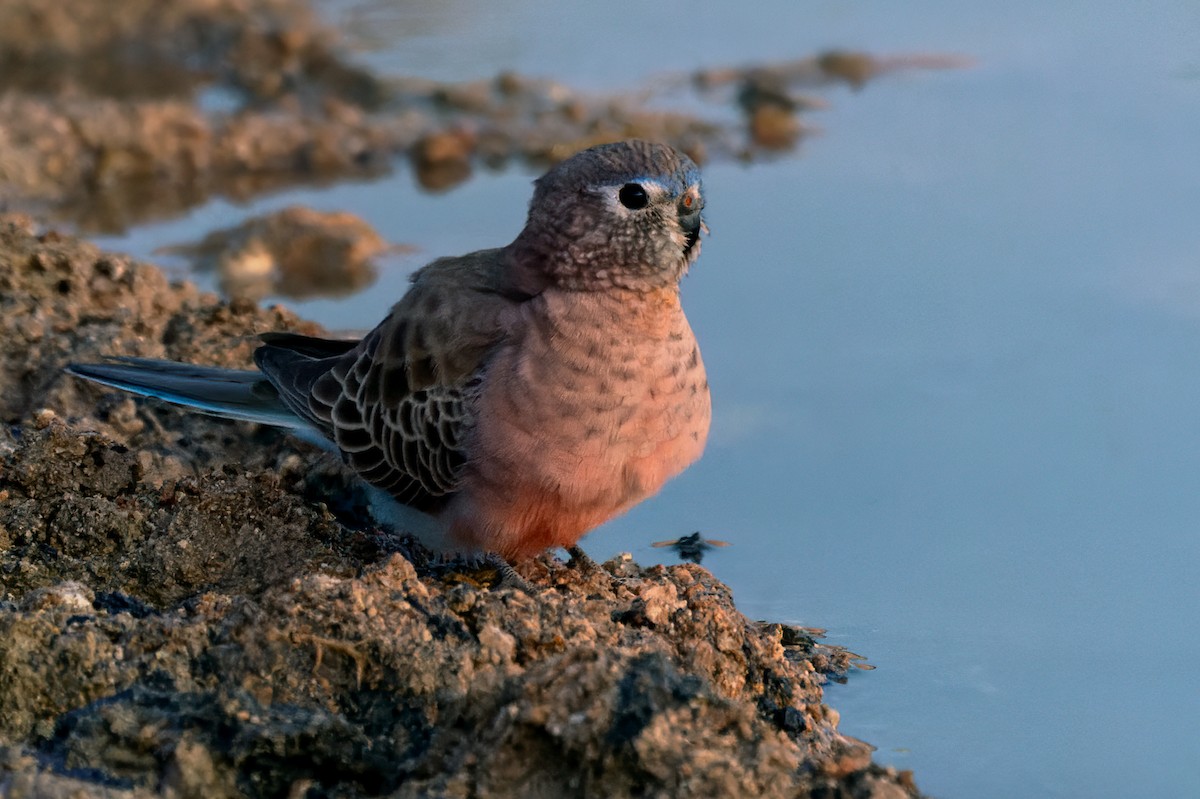 Bourke's Parrot - ML624120537