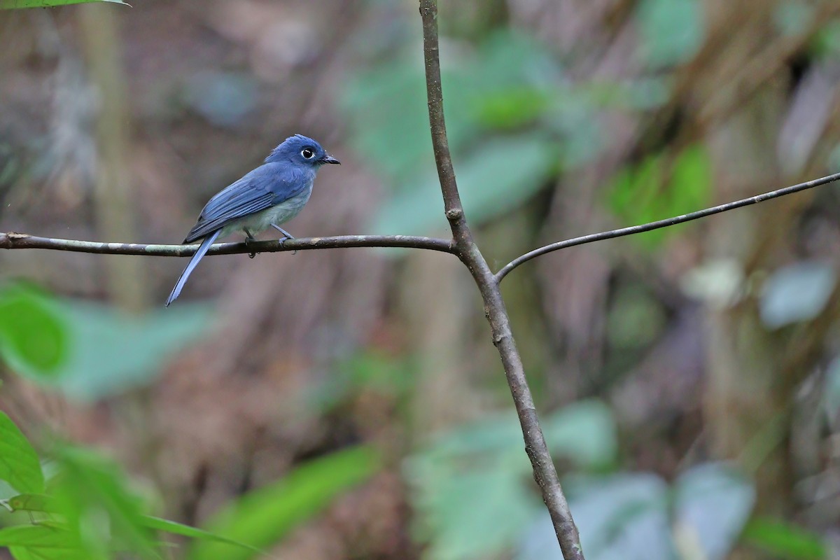 Cerulean Flycatcher - ML624120543