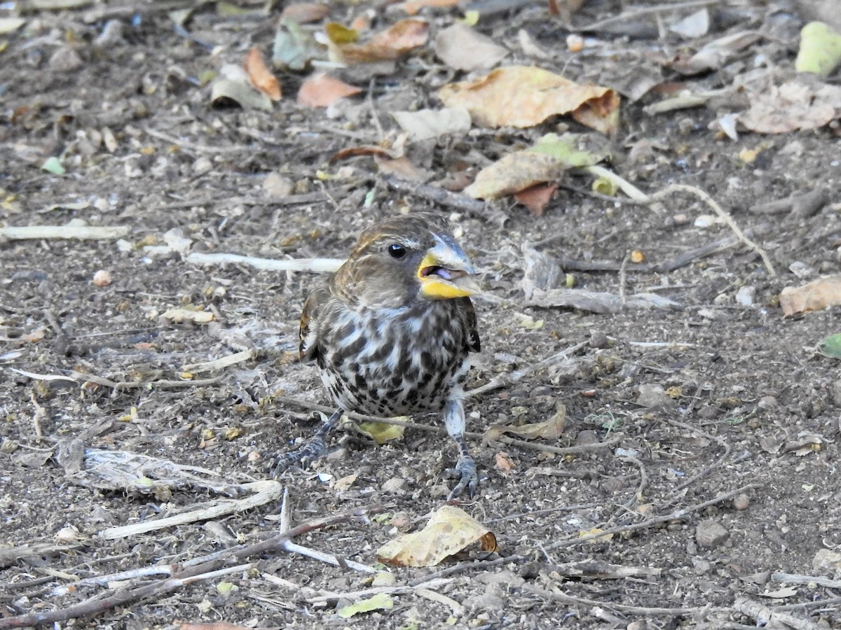 Grosbeak Weaver - Carmen Álvarez Montalbán