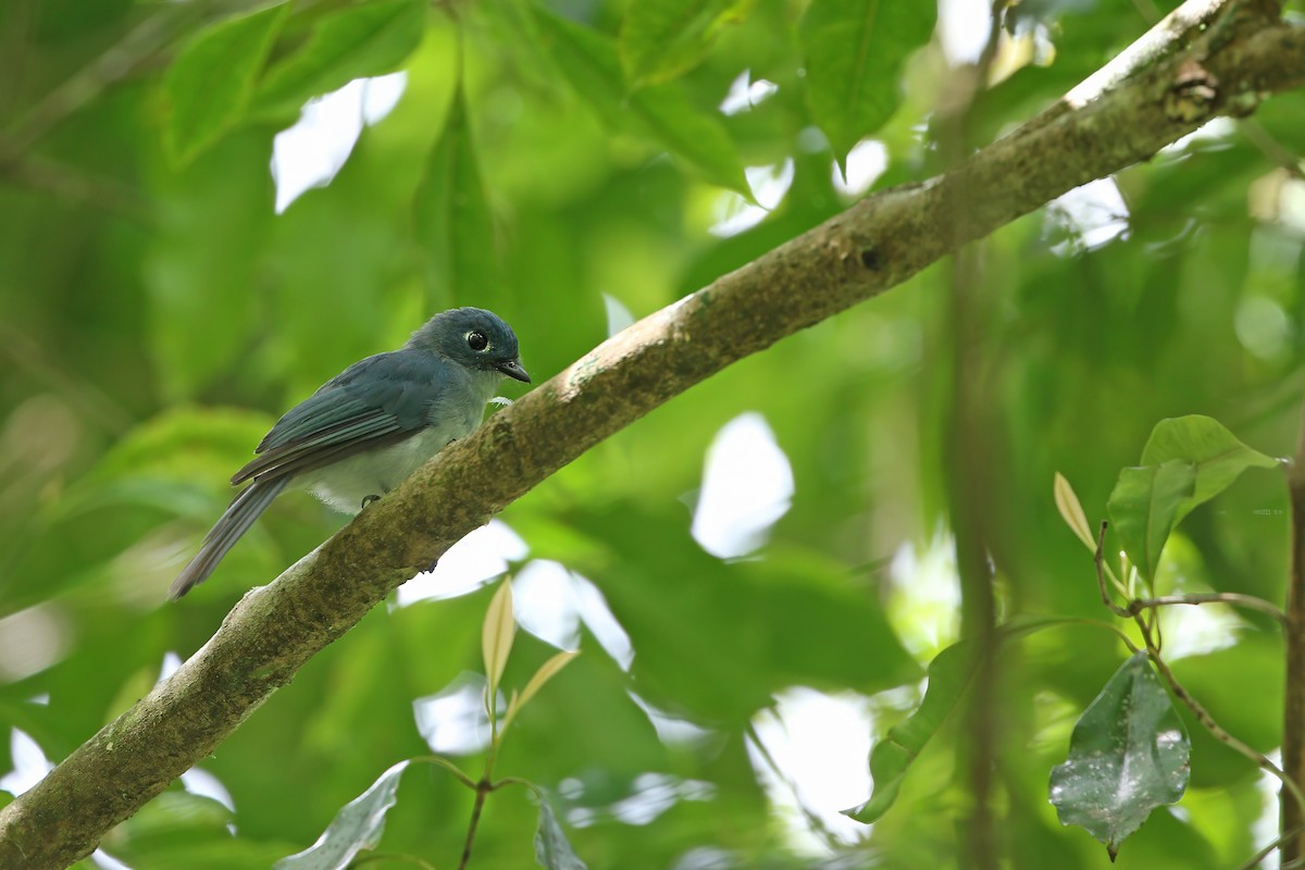 Cerulean Flycatcher - James Eaton