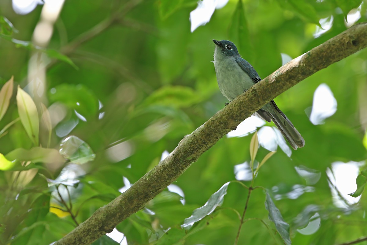 Cerulean Flycatcher - ML624120548