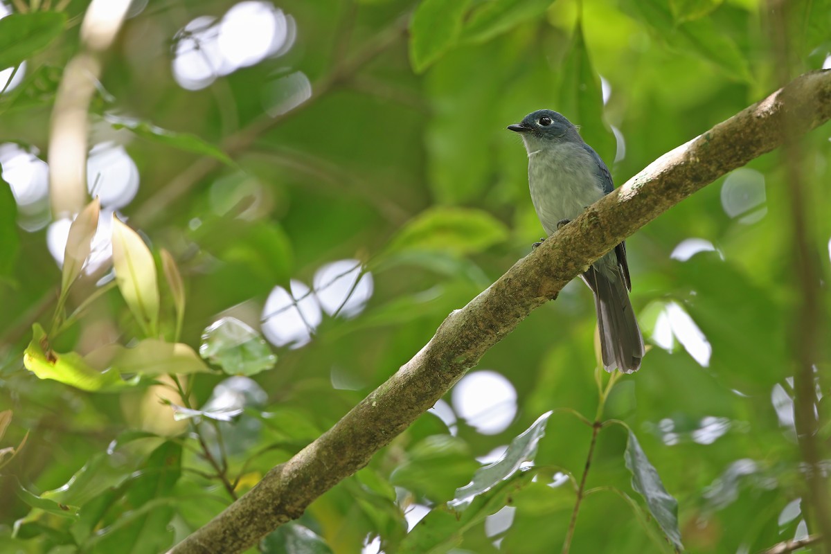 Cerulean Flycatcher - ML624120549