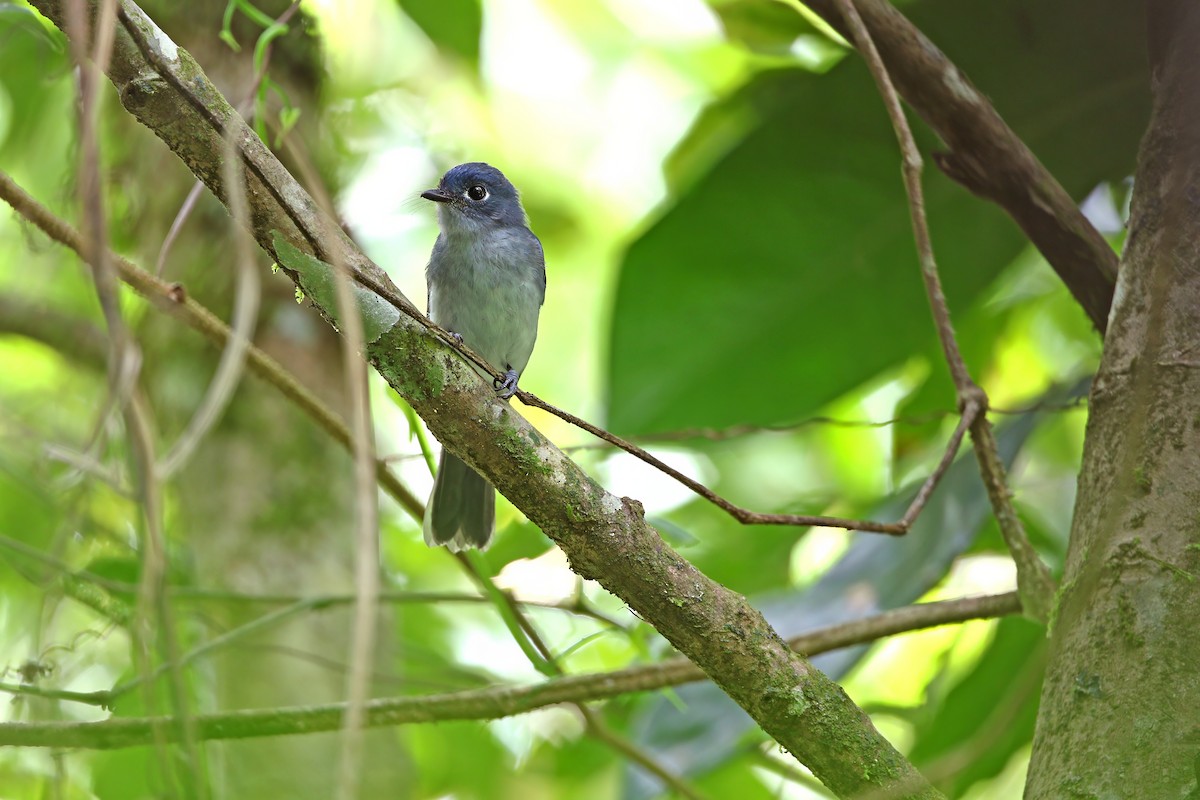 Cerulean Flycatcher - ML624120550