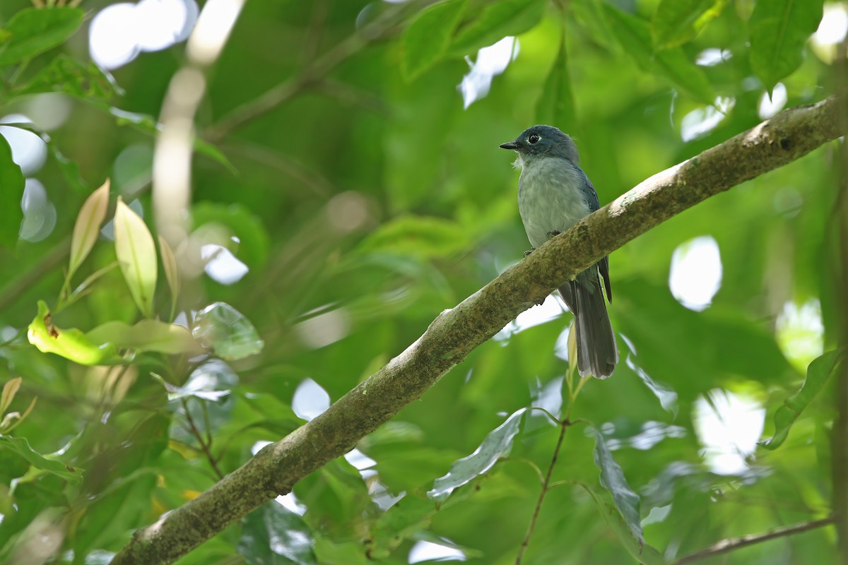 Cerulean Flycatcher - ML624120551